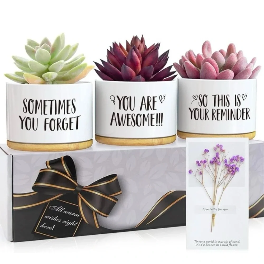 Set of Three Succulent Planters with Inspirational Quotes